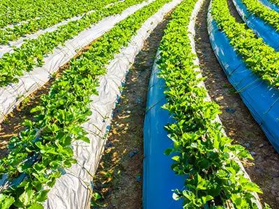 Efficient Irrigation Management