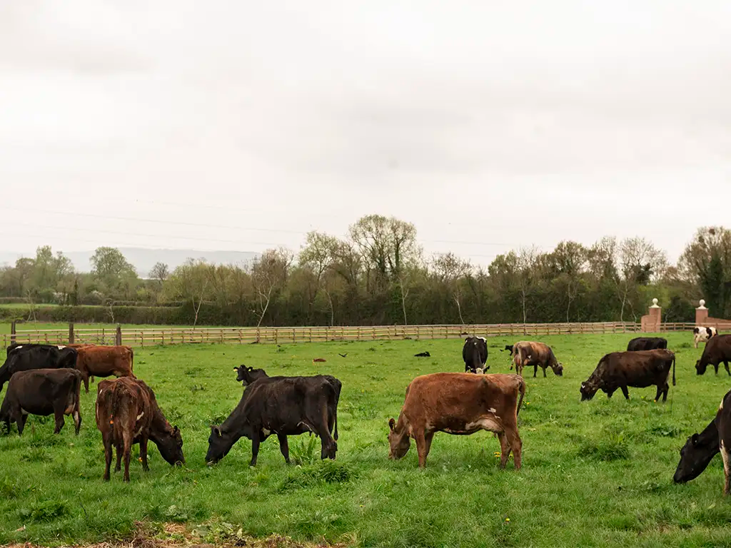 Livestock Monitoring