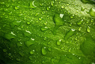 Moisture Level Detection